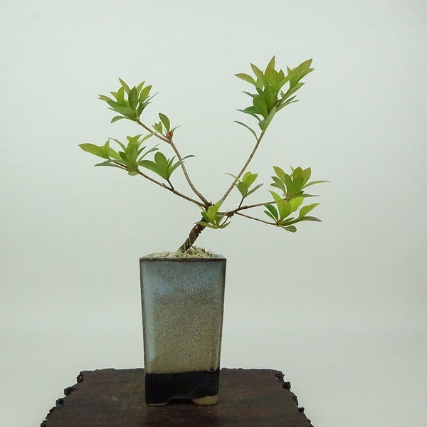 盆栽 皐月 樹高 約15cm さつき Rhododendron indicum サツキ ツツジ科 常緑樹 観賞用 小品 e1198408941