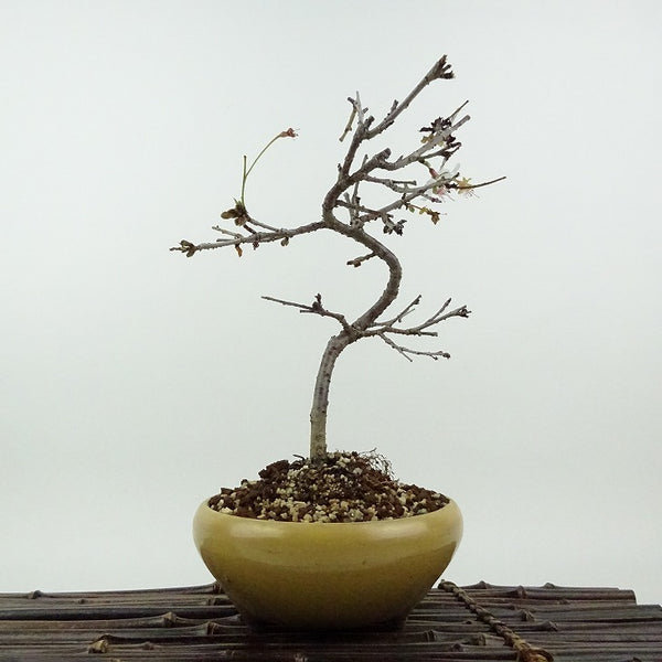 盆栽 桜 信濃桜 樹高 約18cm さくら サクラ バラ科 落葉樹 観賞用 小品 c1198410876