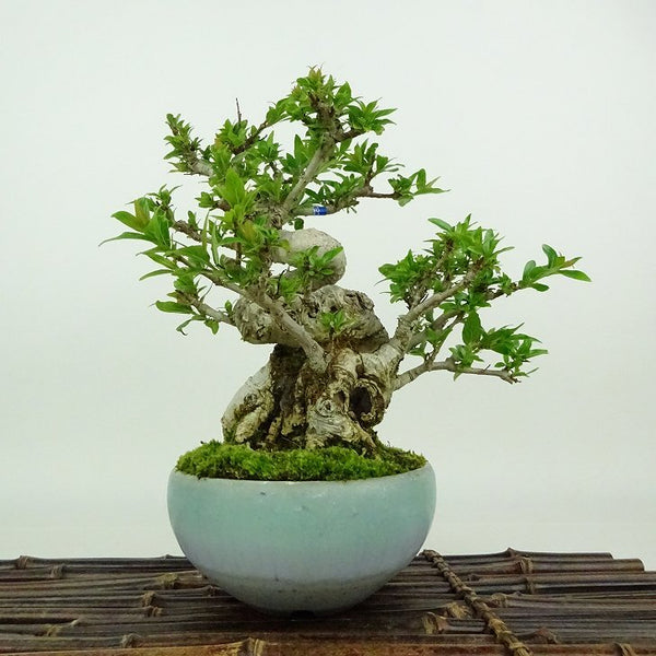 盆栽 谷渡り 樹高 約18cm たにわたり Adina pilulifera タニワタリ アカネ科 常緑樹 観賞用 小品 w1198410883