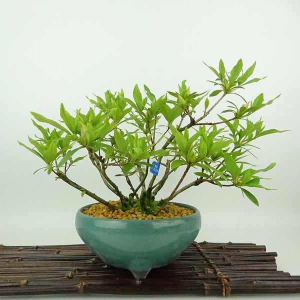 盆栽 皐月 すいれい 樹高 約18cm さつき Rhododendron indicum サツキ ツツジ科 常緑樹 観賞用 小品 n1198406144
