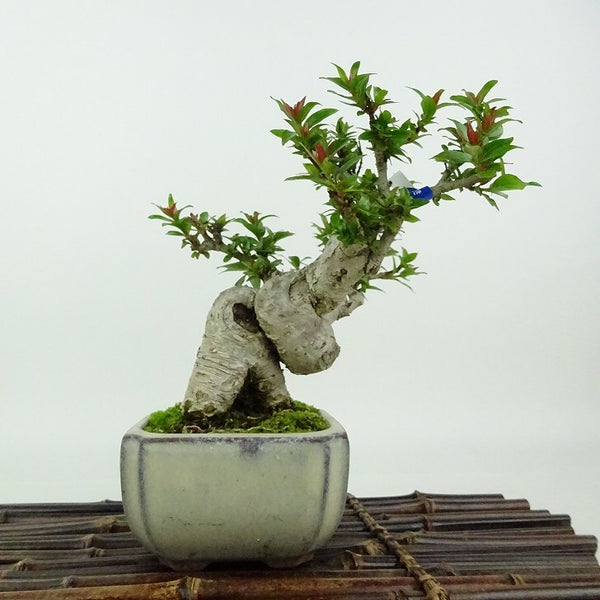 盆栽 谷渡り 樹高 約14cm たにわたり Adina pilulifera タニワタリ アカネ科 常緑樹 観賞用 小品 d1198422478