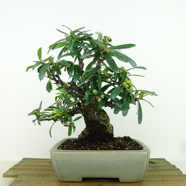 盆栽 橘擬き 樹高 約18cm たちばなもどき Pyracantha angustifolia タチバナモドキ バラ科 常緑樹 観賞用 小品 s1198407495