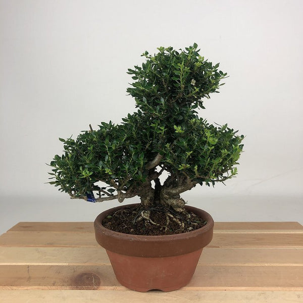盆栽 黄楊 姫ツゲ 樹高 約15cm つげ Buxus microphylla var. japonica ツゲ 柘植 ツゲ科 常緑樹 観賞用 小品 r1198410010
