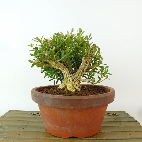 盆栽 台湾黄楊 樹高 約11cm たいわんつげ タイワンツゲ 柘植 ツゲ科 常緑樹 観賞用 小品 k1198406845