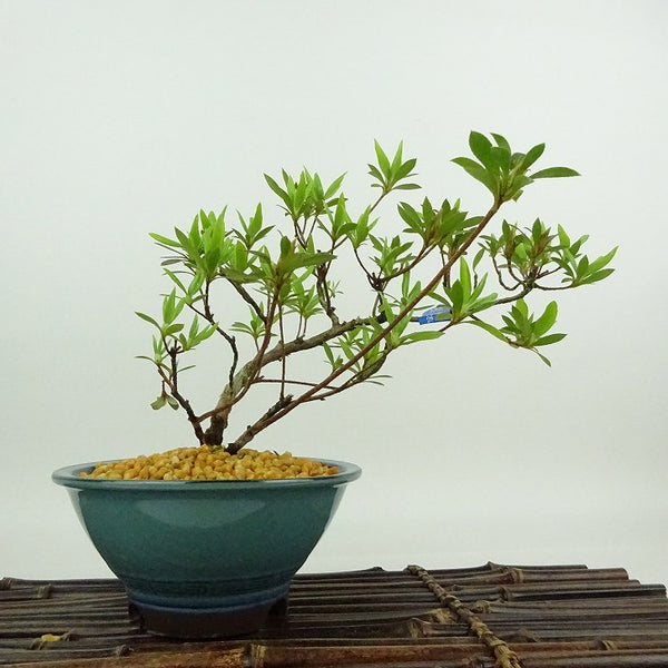 盆栽 皐月 桃香 樹高 約15cm さつき Rhododendron indicum サツキ ツツジ科 常緑樹 観賞用 小品 o1198425723