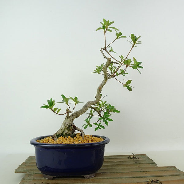 盆栽 皐月 神鏡 樹高 約28cm さつき Rhododendron indicum サツキ ツツジ科 常緑樹 観賞用 k1198412915