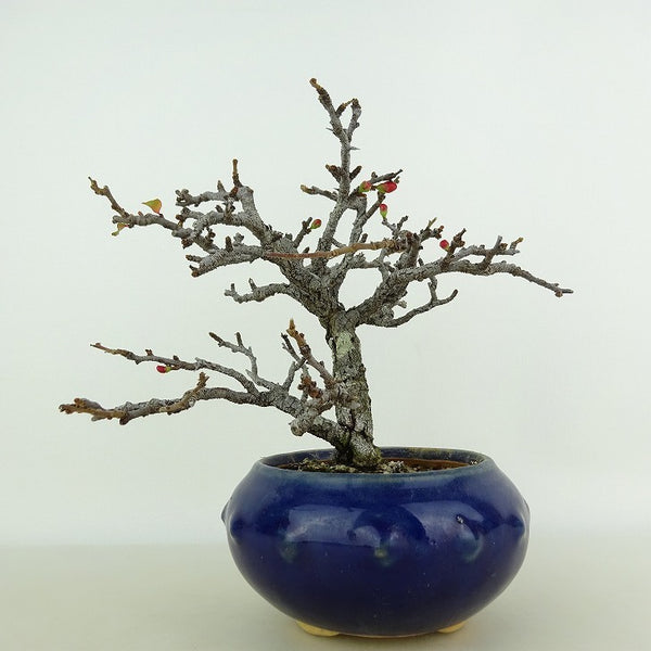 盆栽 梅 長寿梅 樹高 約13cm ちょうじゅばい チョウジュバイ バラ科 ボケ属 落葉樹 観賞用 小品 k1198406846