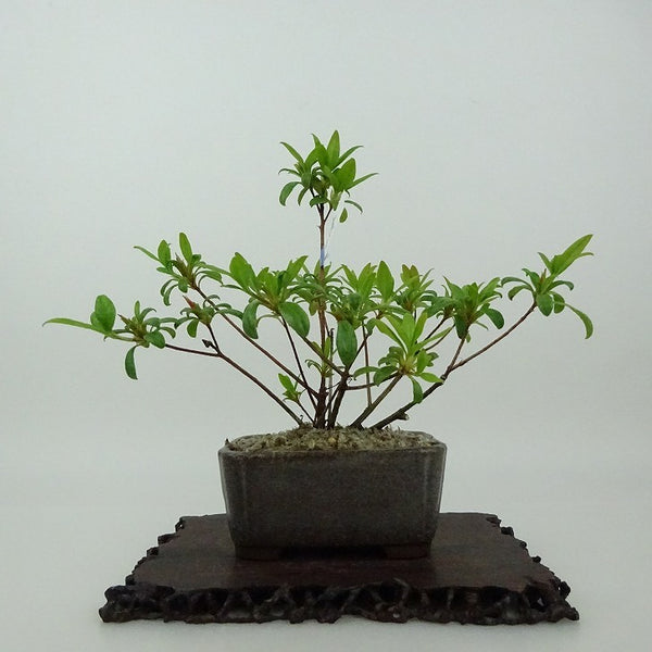 盆栽 皐月 樹高 約14cm さつき Rhododendron indicum サツキ ツツジ科 常緑樹 観賞用 小品 d1198427258