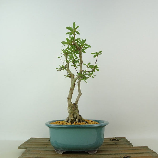 盆栽 皐月 八咫の鏡 樹高 約24cm さつき Rhododendron indicum サツキ ツツジ科 常緑樹 観賞用 v1198440513