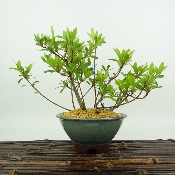 盆栽 皐月 聖代 樹高 約16cm さつき Rhododendron indicum サツキ ツツジ科 常緑樹 観賞用 小品 u1198424846