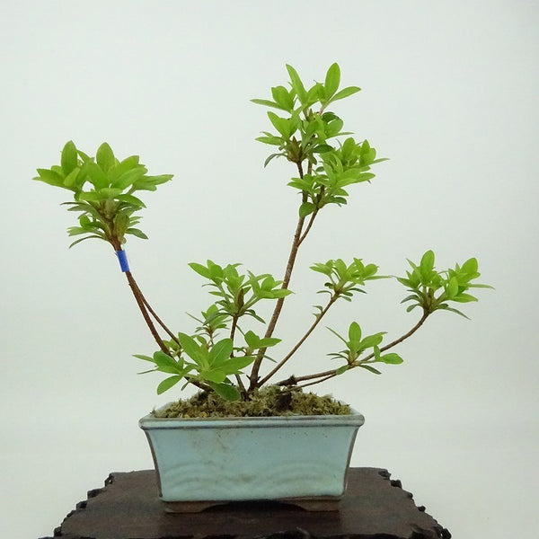 盆栽 皐月 樹高 約16cm さつき Rhododendron indicum サツキ ツツジ科 常緑樹 観賞用 小品 c1198410769