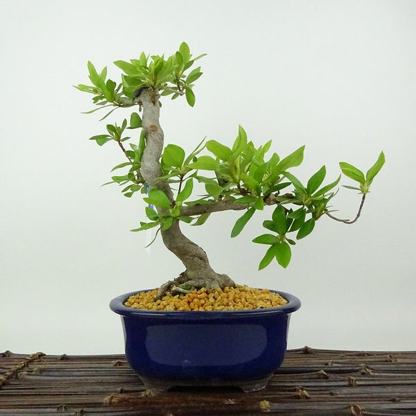 盆栽 皐月 すいせん 樹高 約23cm さつき Rhododendron indicum サツキ ツツジ科 常緑樹 観賞用 t1198409525