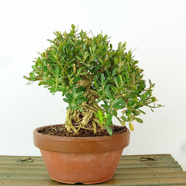 盆栽 台湾黄楊 樹高 約13cm たいわんつげ タイワンツゲ 柘植 ツゲ科 常緑樹 観賞用 小品 h1198428508