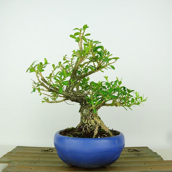 盆栽 台湾黄楊 樹高 約16cm たいわんつげ タイワンツゲ 柘植 ツゲ科 常緑樹 観賞用 小品 c1198410960