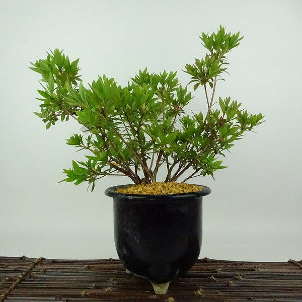 盆栽 皐月 旭の泉 樹高 約24cm さつき Rhododendron indicum サツキ ツツジ科 常緑樹 観賞用 f1198413010