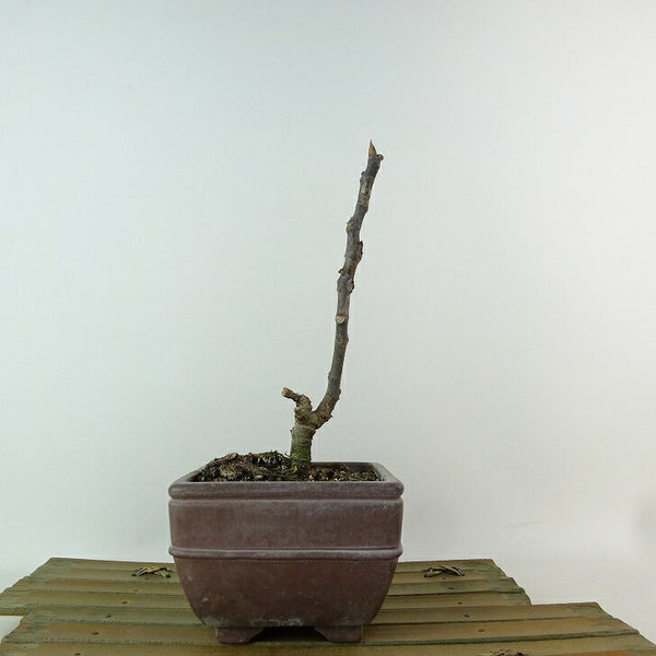 盆栽 無花果 樹高 約17cm いちじく Ficus carica イチジク クワ科 イチジク属 落葉樹 観賞用 小品 c1198406690