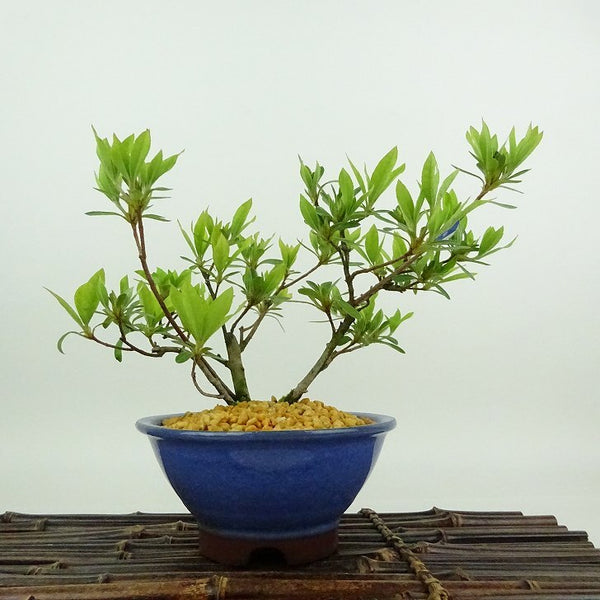 盆栽 皐月 聖代 樹高 約14cm さつき Rhododendron indicum サツキ ツツジ科 常緑樹 観賞用 小品 j1198416917