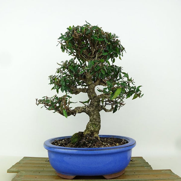 盆栽 縮緬葛 樹高 約23cm ちりめんかずら tirimenkazura チリメンカズラ テイカカズラ属 つる性 常緑樹 観賞用 k1198413015