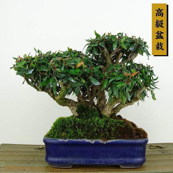 盆栽 縮緬葛 樹高 約13cm ちりめんかずら 高級盆栽 チリメンカズラ テイカカズラ属 つる性 常緑樹 観賞用 小品 j1198416118