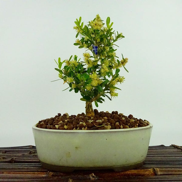 盆栽 台湾黄楊 樹高 約19cm たいわんつげ タイワンツゲ 柘植 ツゲ科 常緑樹 観賞用 小品 b1198425501