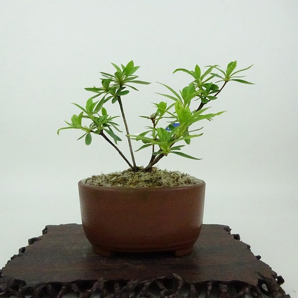 盆栽 皐月 樹高 約9cm さつき Rhododendron indicum サツキ ツツジ科 常緑樹 観賞用 小品 t1198404385