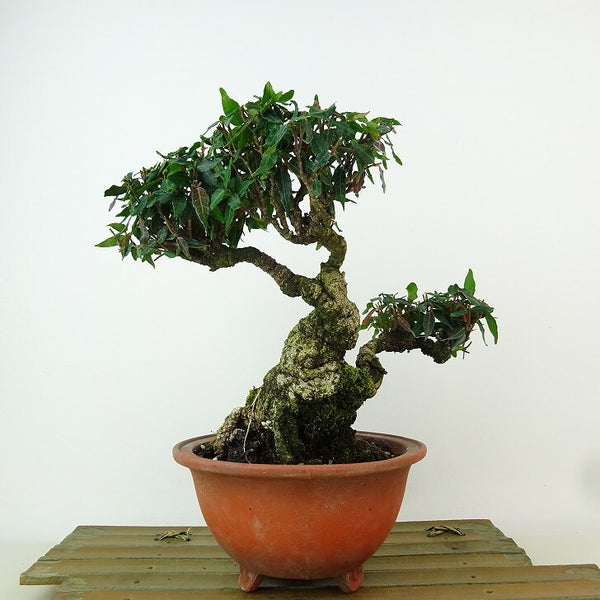 盆栽 縮緬葛 樹高 約17cm ちりめんかずら tirimenkazura チリメンカズラ テイカカズラ属 つる性 常緑樹 観賞用 小品 p1198420361