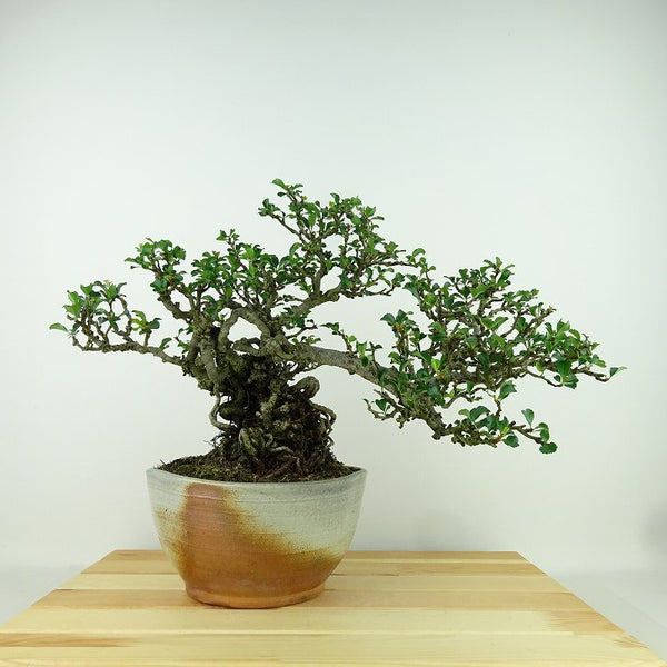 盆栽 梅 長寿梅 樹高 約22cm ちょうじゅばい Chaenomeles japonica 'Chojubai' チョウジュバイ バラ科 ボケ属 落葉樹 観賞用 h1198427915