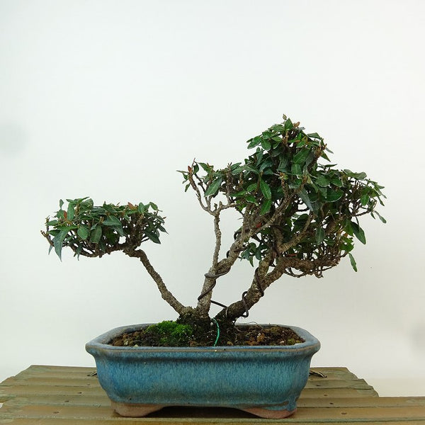 盆栽 縮緬葛 樹高 約14cm ちりめんかずら tirimenkazura チリメンカズラ テイカカズラ属 つる性 常緑樹 観賞用 小品 d1198424468