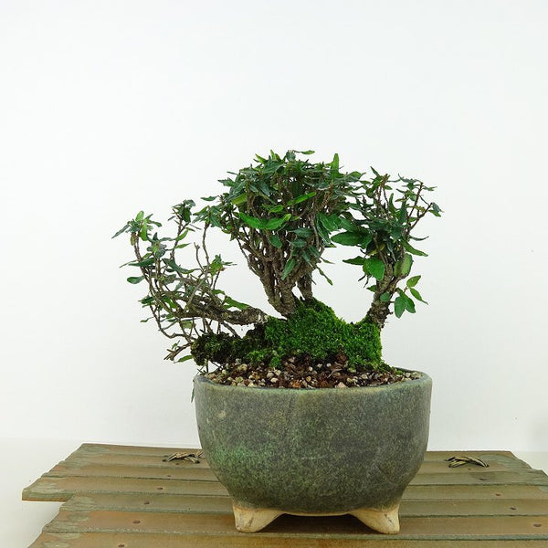 盆栽 縮緬葛 樹高 約14cm ちりめんかずら tirimenkazura チリメンカズラ テイカカズラ属 つる性 常緑樹 観賞用 小品 u1198431255