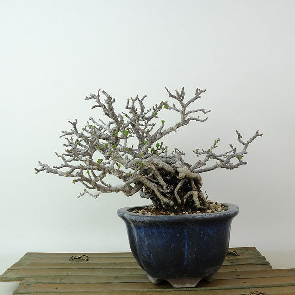 盆栽 梅 長寿梅 樹高 約12cm ちょうじゅばい チョウジュバイ バラ科 ボケ属 落葉樹 観賞用 小品 j1198415913