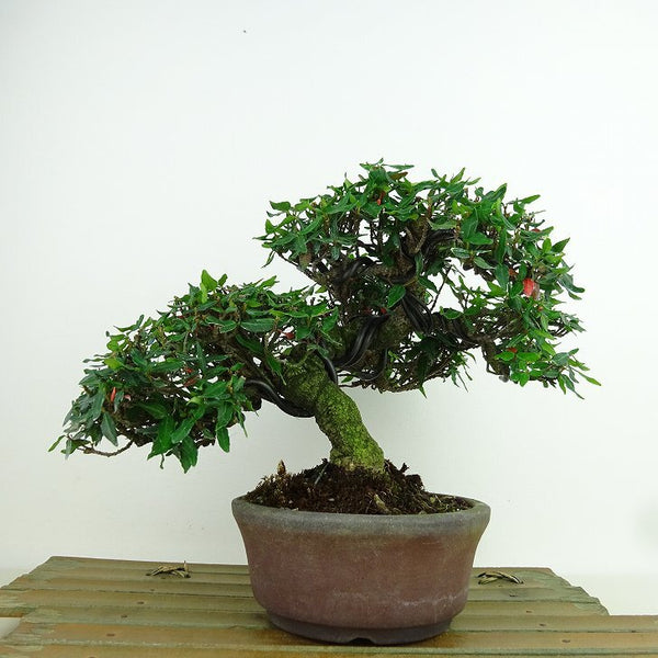 盆栽 縮緬葛 樹高 約16cm ちりめんかずら tirimenkazura チリメンカズラ テイカカズラ属 つる性 常緑樹 観賞用 小品 d1198421731