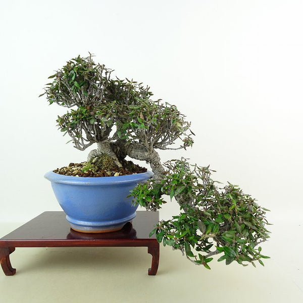 盆栽 縮緬葛 樹高 上下 約22cm ちりめんかずら tirimenkazura チリメンカズラ 懸崖 テイカカズラ属 つる性 常緑樹 観賞用 o1198429903