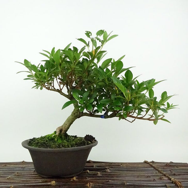 盆栽 皐月 はなびん 樹高 約21cm さつき Rhododendron indicum サツキ ツツジ科 常緑樹 観賞用 e1198407394