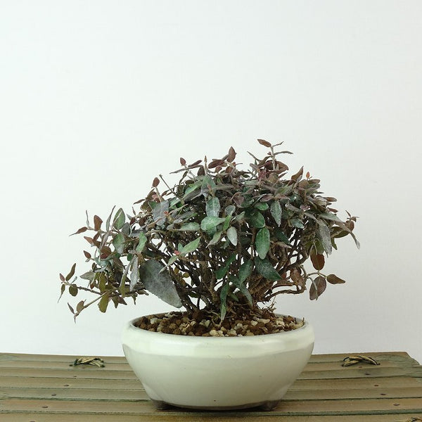 盆栽 縮緬葛 樹高 約10cm ちりめんかずら tirimenkazura チリメンカズラ テイカカズラ属 つる性 常緑樹 観賞用 小品 1198406718