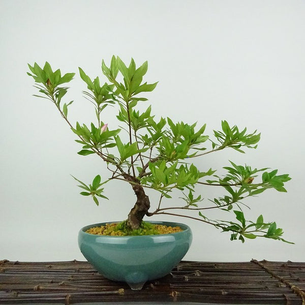 盆栽 皐月 桃香 樹高 約24cm さつき Rhododendron indicum サツキ ツツジ科 常緑樹 観賞用 h1198430001