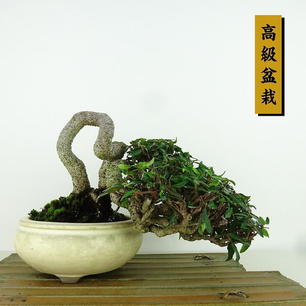 盆栽 縮緬葛 樹高 上下 約14cm ちりめんかずら 高級盆栽 チリメンカズラ テイカカズラ属 つる性 常緑樹 観賞用 小品 m1198407674