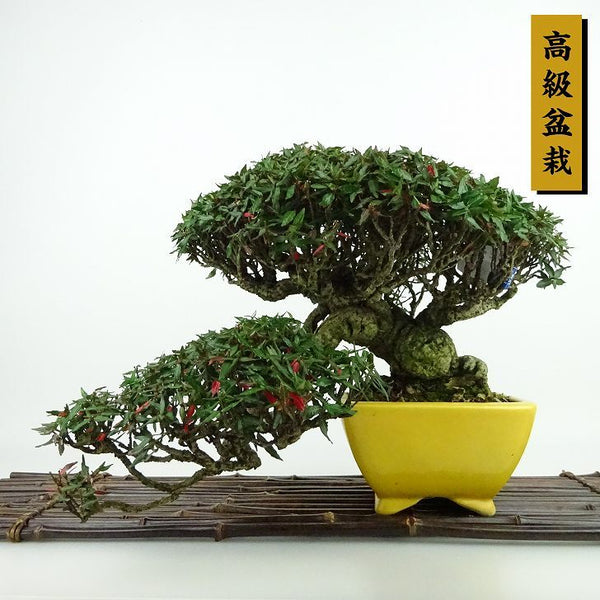 盆栽 縮緬葛 樹高 上下 約25cm ちりめんかずら 高級盆栽 tirimenkazura チリメンカズラ テイカカズラ属 つる性 常緑樹 観賞用 c1198411912