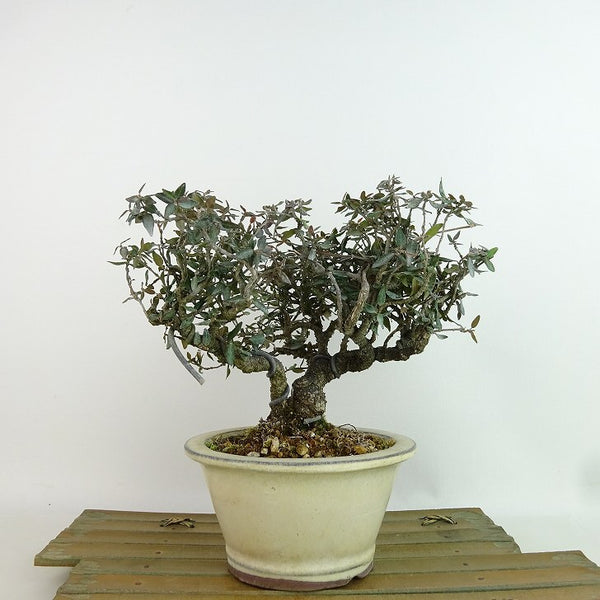 盆栽 縮緬葛 樹高 約15cm ちりめんかずら tirimenkazura チリメンカズラ テイカカズラ属 つる性 常緑樹 観賞用 小品 p1198418668