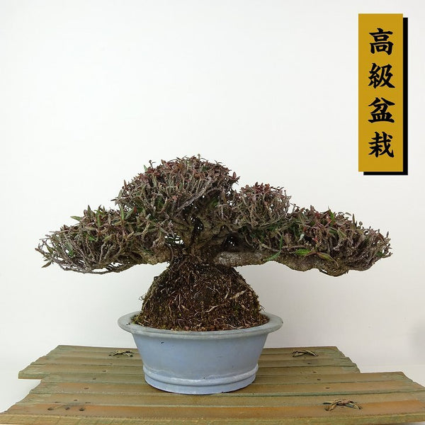 盆栽 縮緬葛 樹高 約13cm ちりめんかずら 高級盆栽 チリメンカズラ 石付き テイカカズラ属 つる性 常緑樹 観賞用 小品 h1198423239