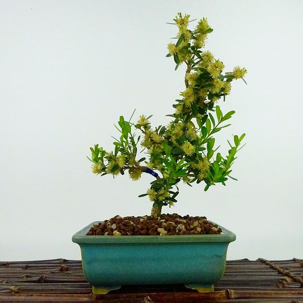 盆栽 台湾黄楊 樹高 約18cm たいわんつげ タイワンツゲ 柘植 ツゲ科 常緑樹 観賞用 小品 o1198429306