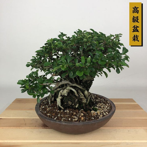 盆栽 梅 長寿梅 樹高 約17cm ちょうじゅばい 高級盆栽 Chaenomeles japonica チョウジュバイ 落葉樹 観賞用 小品 f1198414556