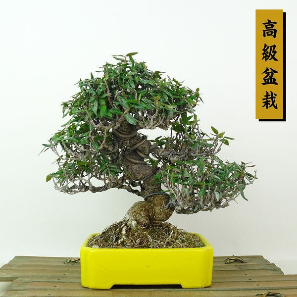 盆栽 縮緬葛 樹高 約18cm ちりめんかずら 高級盆栽 tirimenkazura チリメンカズラ テイカカズラ属 つる性 常緑樹 観賞用 小品 e1198413265