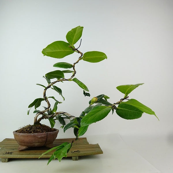 盆栽 椿 金魚 樹高 上下 約23cm つばき Camellia japonica ツバキ ツバキ科 常緑樹 観賞用 l1198409534