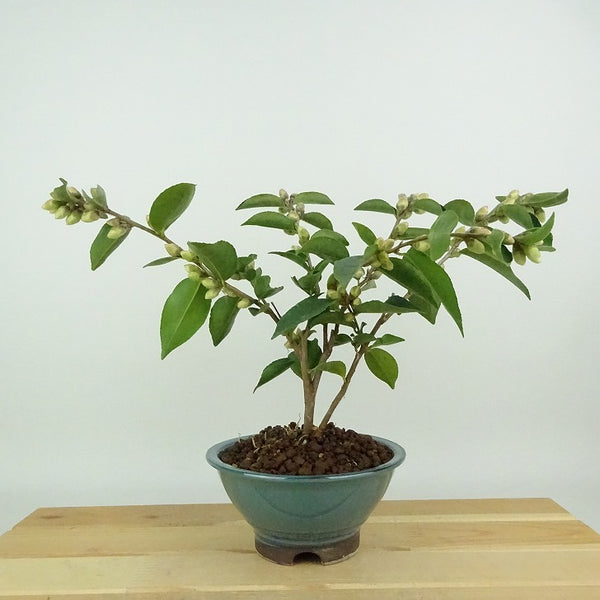 盆栽 椿 ポップコーン 樹高 約18cm つばき Camellia japonica ツバキ 白 白花 一重 極小輪 ツバキ科 常緑樹 観賞用 小品 d1198428103