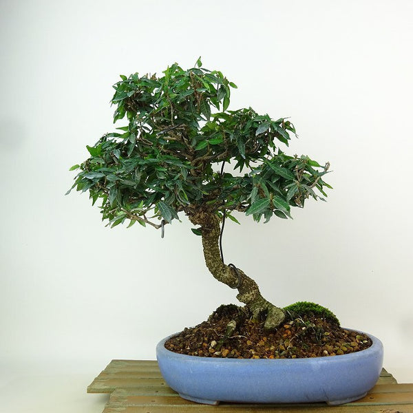 盆栽 縮緬葛 樹高 約27cm ちりめんかずら tirimenkazura チリメンカズラ テイカカズラ属 つる性 常緑樹 観賞用 l1198411663