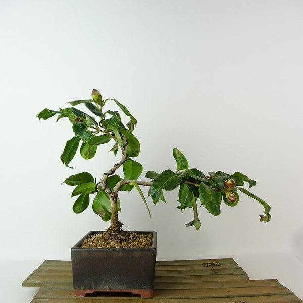 盆栽 椿 樹高 約21cm つばき Camellia japonica ツバキ ツバキ科 常緑樹 観賞用 f1198411919