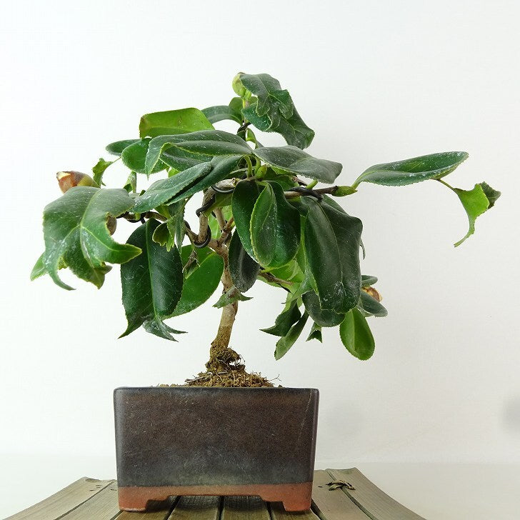 盆栽 椿 樹高 約21cm つばき Camellia japonica ツバキ ツバキ科