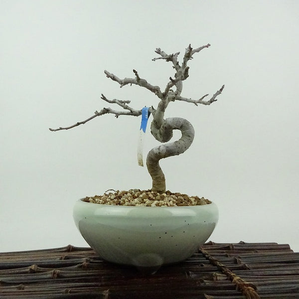 盆栽 酸実 樹高 約16cm ずみ Malus toringo ズミ バラ科 落葉樹 観賞用 小品 t1198413407