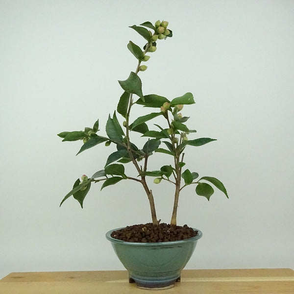 盆栽 椿 ワーリンガーベル 樹高 約27cm つばき Camellia japonica ツバキ 極淡桃 ピンク 一重 極小輪 ツバキ科 常緑樹 観賞用 g1198415846