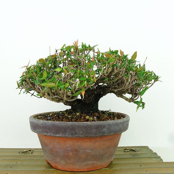 盆栽 縮緬葛 樹高 約11cm ちりめんかずら tirimenkazura チリメンカズラ テイカカズラ属 つる性 常緑樹 観賞用 小品 r1198406130